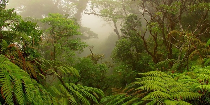 Free day to explore Monteverde on your own