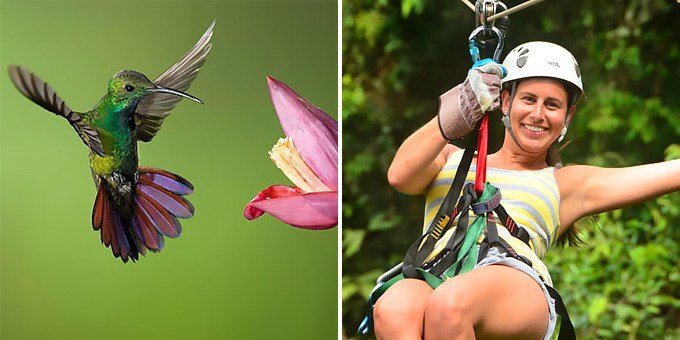 The Canopy Tour with Butterfly and Hummingbird Garden Combo is an amazing way to explore above and below the rich biodiversity in the unique Monteverde cloud forest area. The day starts with a canopy zip line adventure hiking and zipping through an old growth forest. This thrilling high speed, high flying course offers 15 zips as you sail through the air from platform to platform via wheel and harness assembly, skyrocketing over the spectacular landscape. To top it off, you can try soaring like Superman and the famous Tarzan Swing! After your flight through the forest, you will enjoy entrance to the Butterfly Garden and Hummingbird Gallery, which are homes to various species of endangered or endemic colorful butterflies and hummingbirds. This fun-filled, half day tour includes all entrance fees, guides, and transportation.