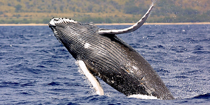 Whale and Dolphin Watching Marino Ballena National Park - Dolphin Tours
