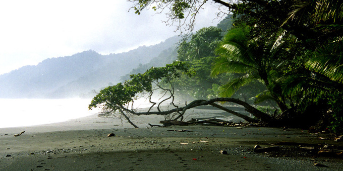 Tapir tracks on the beach in Corcovado National Park