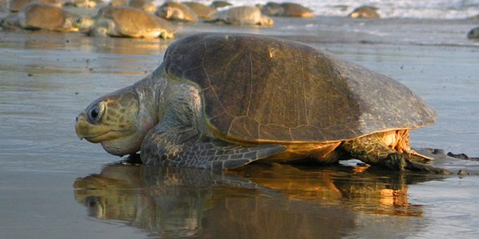 Olive ridley sea turtles at Playa Ostional, Costa Rica