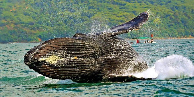 Humpback whale in Uvita