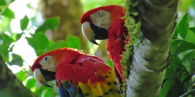 Today you will go on the Lowland Bird Watching Hike. The Hacienda Baru Wildlife Refuge is home of more then 350 species of birds. With a little luck and cooperation from Mother Nature, your bilingual guide will take you to a tower located on top of a knoll. The upper deck puts you in the tree tops at eye level with the birds. This is an ideal location for spotting tanagers, honeycreepers, toucans, saltators, vireos and others. This tour includes bilingual guide. No transportation is needed from Hacienda Baru. Transportation is not included from other area hotels. It is not suggested for children under 8 years of age. This activity is not available on Sundays.