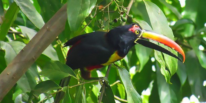 <p>Today you will go on a Rainforest Birdwatching Hike at the Hacienda Baru Wildlife Refuge which is the home of more than 350 species of birds. Your bilingual guide will take you through old cacao plantations and into the rainforest. With a little luck, you will be rewarded with sightings of some of the more elusive birds such as Trogons, Motmots, Antshrikes, Manakins, Tinamous, Curasows, and others. You will hike until you reach the base camp where your group will enjoy a delicious Costa Rican-style breakfast and have a chance to walk around on your own. No transportation is needed from Hacienda Baru. <strong>Transportation is not included from other area hotels.</strong> It is not suggested for children under 8 years of age. This activity is not available on Sundays.</p>