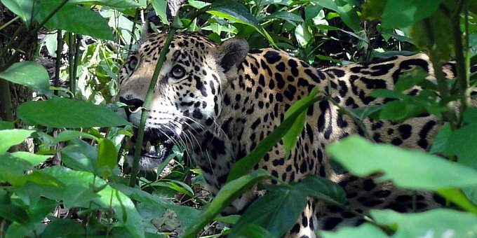 CORCOVADO NATIONAL PARK TOUR - SIRENA STATION - COPA DE ARBOL