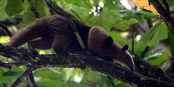 CORCOVADO NATIONAL PARK TOUR - LA LEONA