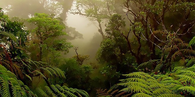 Monteverde Cloud Forest