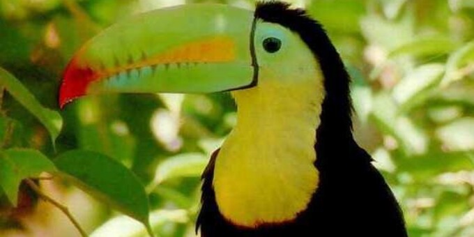 A keel billed toucan 