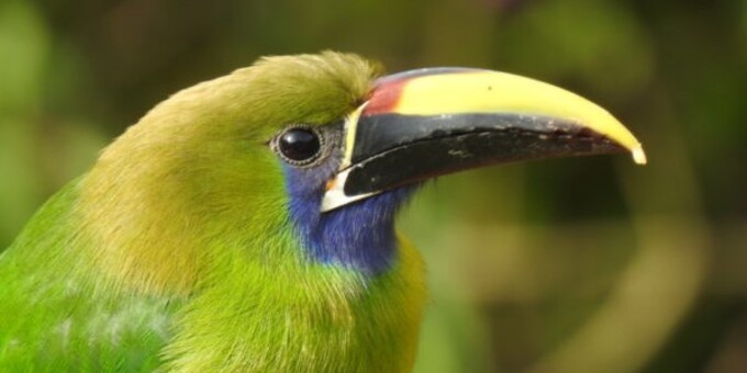 An emerald toucanette