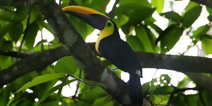 Chestnut mandibled toucan