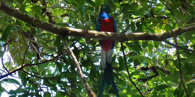 BIRDWATCHING TOUR - ESTEBAN DAILY GUIDED TOURS