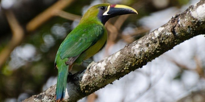 Birdwatching in the Santa Elena Cloud Forest Reserve