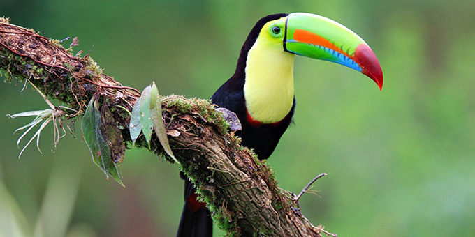 A keel billed toucan in La Fortuna