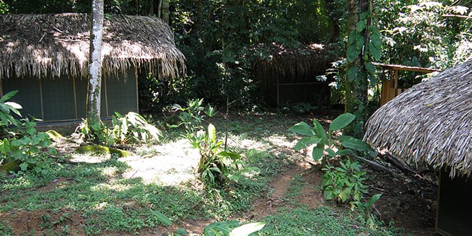 Tonight you will go on a guided night hike to see what comes alive at night in the jungle. It all starts at Hacienda Baru Lodge in Dominical. The tour begins in the afternoon with a moderate hike into the rainforest observing what's visible in the daytime. You'll reach a campground with individual cabins in the jungle. Each tiny cabin has a bed with linens and a small table to put your things, plus a clothes hook. At the campground you'll relax to watch the sunset as the staff prepares the evening meal. After dinner, you'll venture into the wilderness for a night time jungle safari that lasts up to 2 hours. Be sure to wear insect repellent. Once back at camp you’ll appreciate the bed! Bathrooms and showers are within walking distance. There is no electricity or hot water. In the morning, the staff will make breakfast before you hike back to Hacienda Baru Lodge arriving around 10am. Your luggage can be safely stored at the Lodge while you go camping. You'll want to bring bottled water, a clean change of clothes, any personal items, rain gear, a flashlight, bug spray, and binoculars for daytime viewing. This approximate 16-hour tour includes bilingual guides, campground cabin camping with dinner and breakfast and night hike. Groups are limited to 8 people. No transportation is needed from Hacienda Baru Lodge. Transportation is not included from other area hotels. It is not suggested for children under 8 years of age. This activity is not available on Sundays.