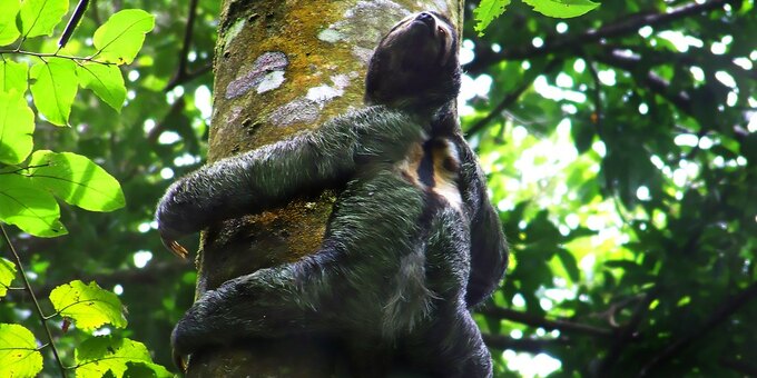 A sloth in Manuel Antonio National Park