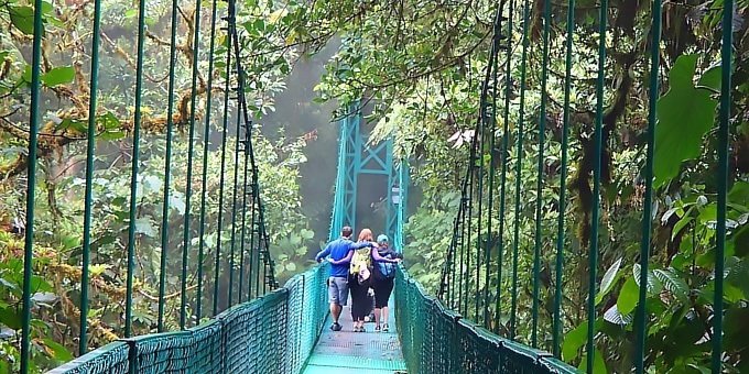 Experts say that over 90% of life in the cloud forest lives in the canopy.