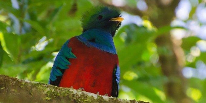 With over 400 species of birds, Monteverde is an incredible place for tropical highland bird watching.