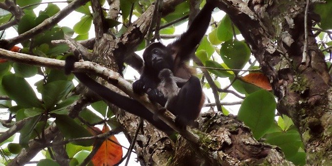 Cahuita National Park is among the best places in Costa Rica for both wildlife observation and snorkeling.