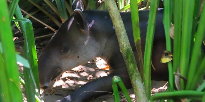 The Sirena Station at Corcovado National Park is one of the most biologically diverse places in the world.