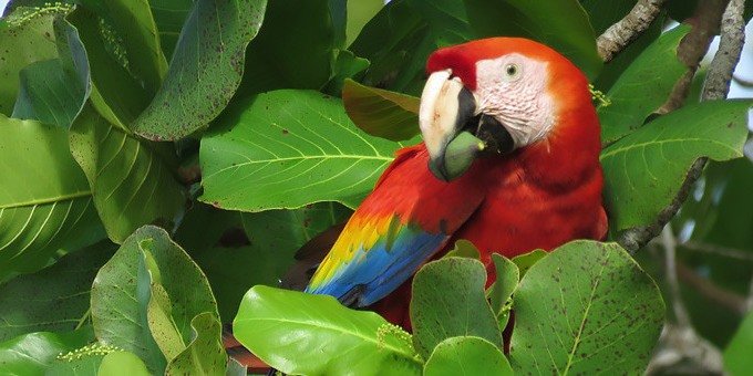 Conveniently located, Corcovado National Park's San Pedrillo Station is within a 15-minute boat ride of most Drake Bay lodges.