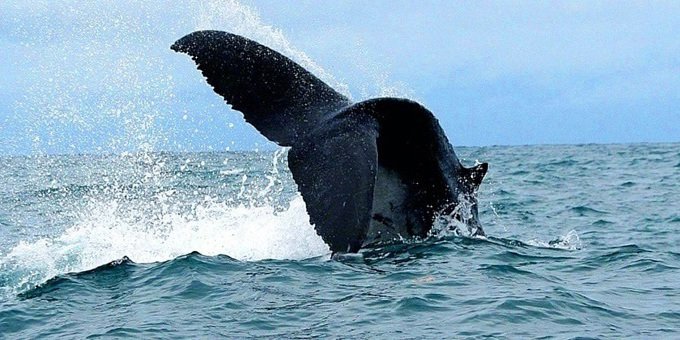 Marino Ballena National Park was created to protect the seafaring mammals that come to Costa Ballena to rear their young.