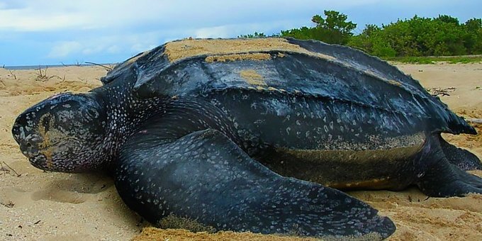 Leatherback and Lava Costa Rica Nature Vacation