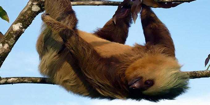 A sloth we found in Arenal Volcano National Park