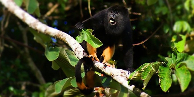 Rainforest Safari Costa Rica Nature Vacation