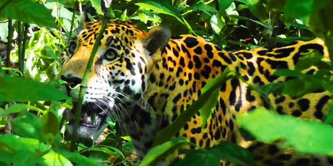 Jaguar in Costa Rica