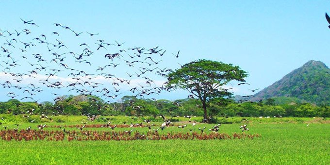 Nestled at the pristine headwaters of the Gulf Nicoya in the captivating Guanacaste Province of Northwest Costa Rica, Palo Verde National Park stands as a testament to the country's dedication to preserving its natural treasures.