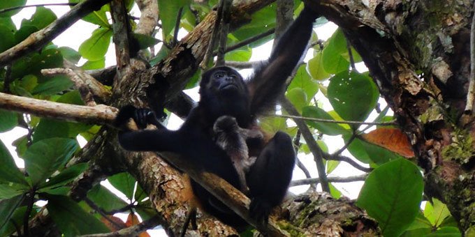 Cahuita National Park welcomes you with white sand beaches, coral reefs and sights for snorkelers and divers. Located on Costa Rica’s southern Caribbean coast, it is the perfect setting for photographers and explorers.