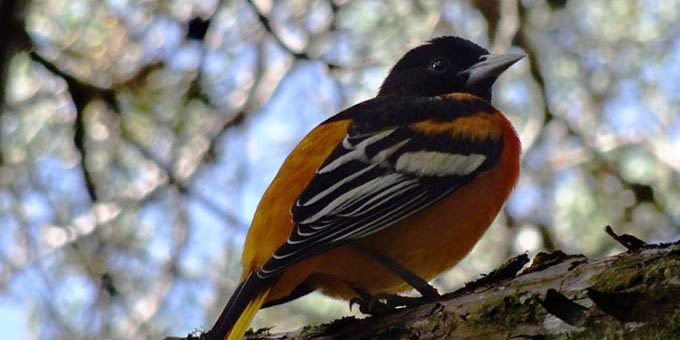 With a staggering 6,000 species of trees, a view of the Barva Volcano and its black lake and over 117,300 acres to explore, Braulio Carrillo National Park offers plenty for the explorer in you.