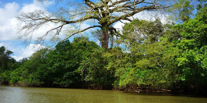 Close to the Nicaraguan border, Cano Negro is a marshy, jungle-like area that is rich in flora and fauna. Here you’ll be greeted by sloths, monkeys, turtles and a nearly endless variety of migratory birds.