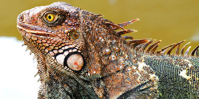 The Cariari National Wetlands are located in the Limon Province along the northern Caribbean coast, stretching from Tortuguero National Park to the Pacuare Matina Forest Reserve.