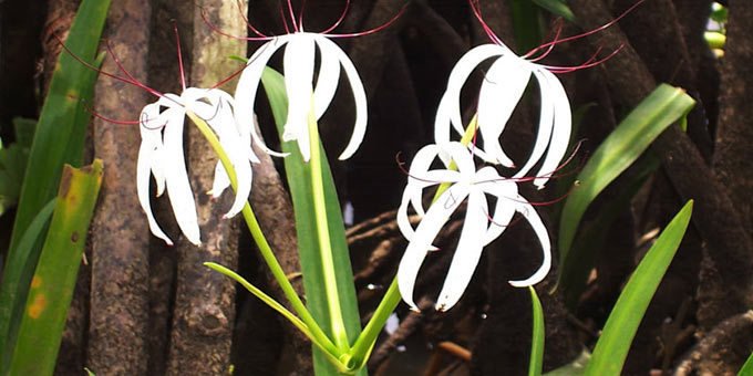 Nestled in the heart of Costa Rica's southern Pacific region, the Terraba Sierpe National Wetlands beckon nature lovers with their enchanting beauty and unparalleled biodiversity.