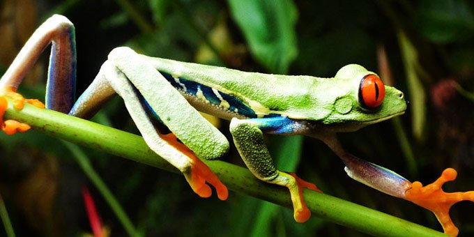 Frogs in Costa Rica