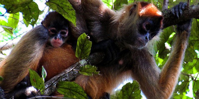 A mama and baby spider monkey 