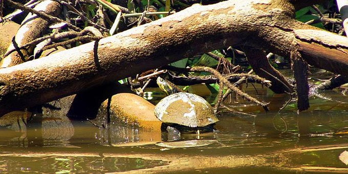 Nestled within the captivating landscapes of Costa Rica's Guanacaste Province lies the Junquillal Bay Wildlife Refuge, a natural gem spanning 1,100 land acres and an additional 250 acres of marine wonder.