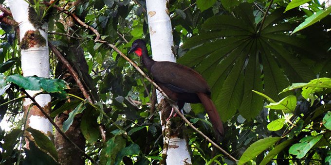 Nestled within the enchanting embrace of Costa Rica's Heredia Province lies a realm of natural wonder known as the La Selva Protected Zone.