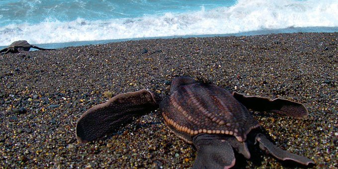 Established in 1991 to protect nesting leatherback turtles (locally referred to as baulas), Las Baulas National Marine Park consists of 936 acres on land and 54,400 maritime acres that includes a coral reef.