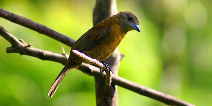 Caoba - Montes de Oro