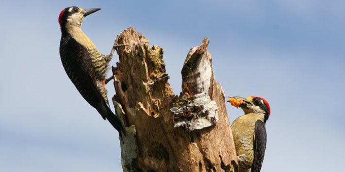 Nestled in the heart of Costa Rica's Guanacaste province, the Nicoya Peninsula Protected Zone beckons as a sanctuary of natural wonder.