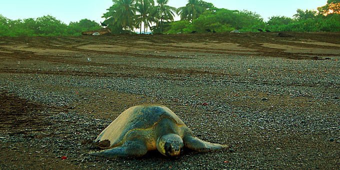 Welcome to the Nosara Protected Zone, a realm where the pulse of nature beats in perfect harmony.