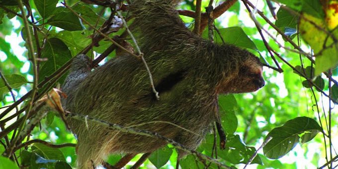 Brown-throated sloth