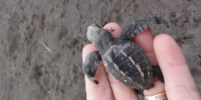 A trip to the Ostional Wildlife Refuge in Guanacaste, Costa Rica is sure to be both fun and educational. Here, sea turtles nest by the thousands during arribadas, greeted by the warm beaches.