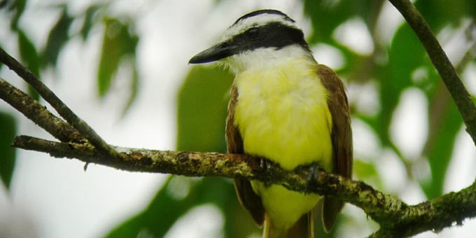 Penas Blancas makes for a pleasant visit with its many birds and butterflies. This wet area with its moderate temperatures fosters the growth of various flora in its 5,928 acres of unspoiled beauty.