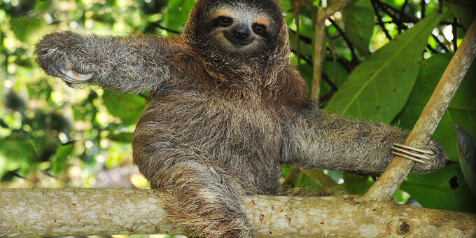 Prepare to embark on a journey into the heart of one of Costa Rica's best-kept secrets – Piedras Blancas National Park.