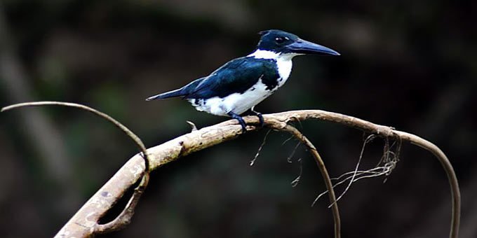 Tucked away on the southwestern coast of Costa Rica, the Rancho La Merced Wildlife Refuge is a hidden gem for nature enthusiasts and conservationists alike.