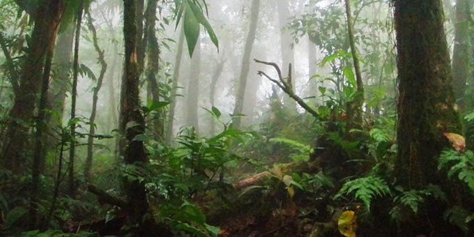 This beautiful, natural reserve is home to several bird species and boasts a cooler climate. Meet the Resplendent Quetzal or Emerald Toucanette as you wander the magical cloud forest.