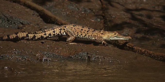 A lovely place to kayak, canoe or just explore on foot, the Tamarindo Wildlife Refuge provides over 953 acres of protected, natural beauty along with a host of fascinating species of mammals, reptiles and birds.